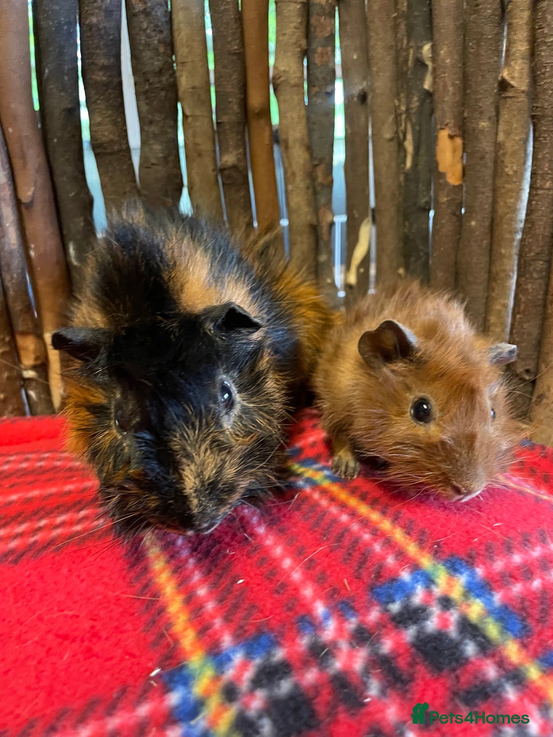 Guinea Pig rodents for sale: Beautiful pairs of male Abyssinian guinea pigs - Image 13