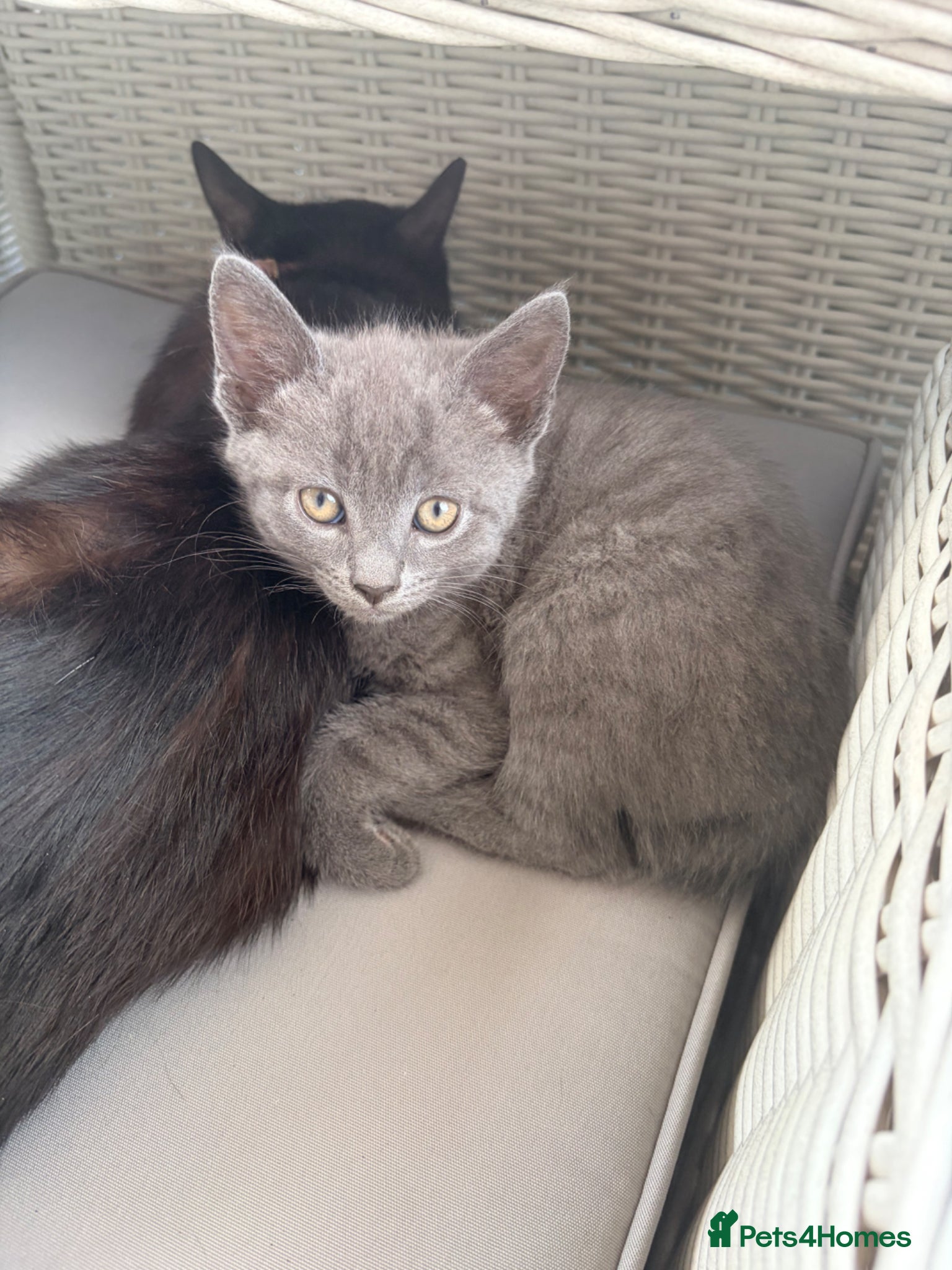 Mixed Breed cats 3 grey male kittens ready for a new loving home. - Advert 2