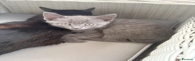 Mixed Breed Kitten 1