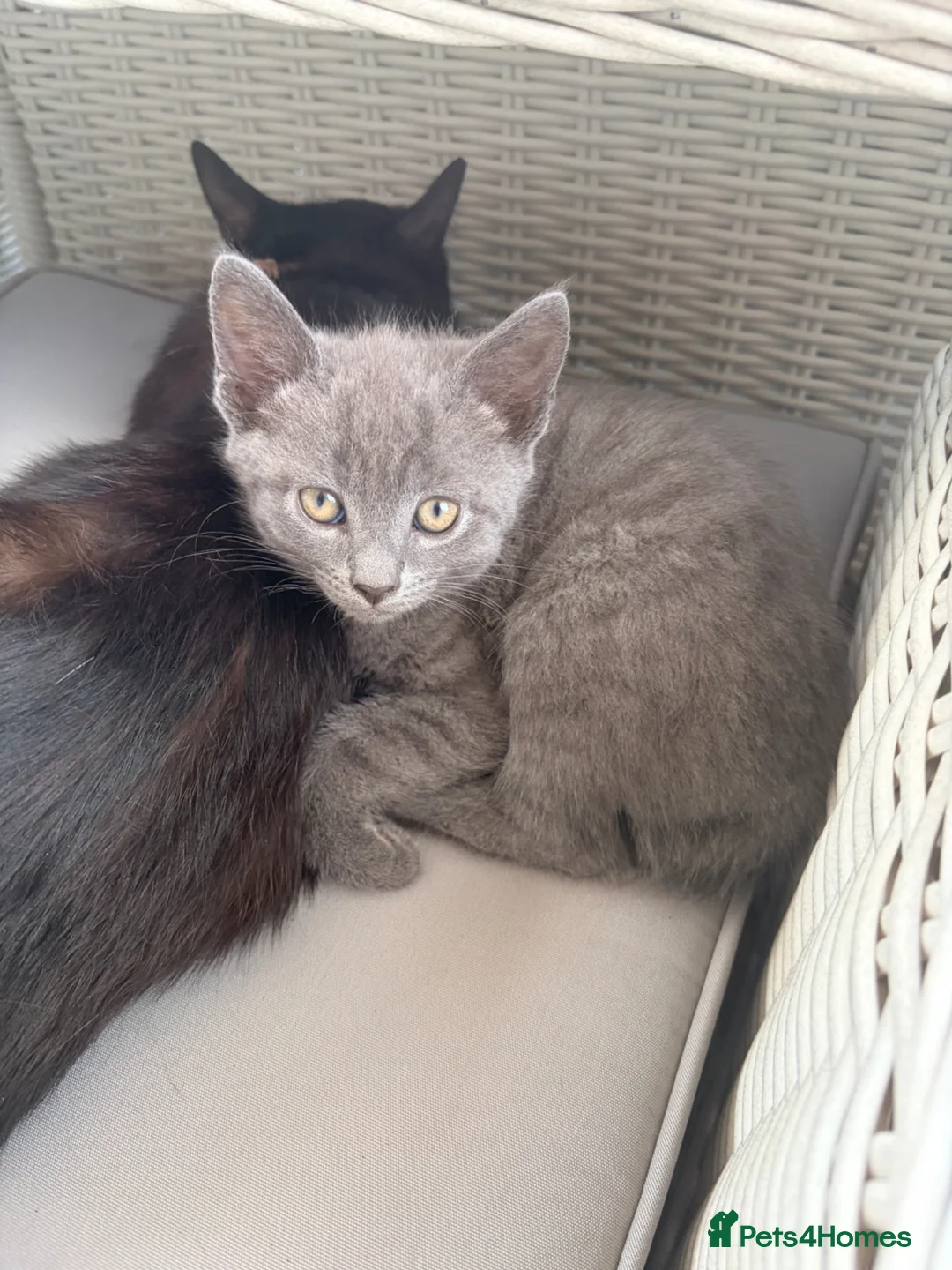 Mixed Breed cats for sale: 3 grey male kittens ready for a new loving home. - Advert 1