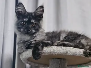 Maine Coon cats Black smoke Maine Coon - Advert 1