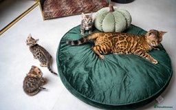 Bengal cats for sale: Stunning Bengal Girl- Top TICA pedigree- Ready NOW - Advert 33