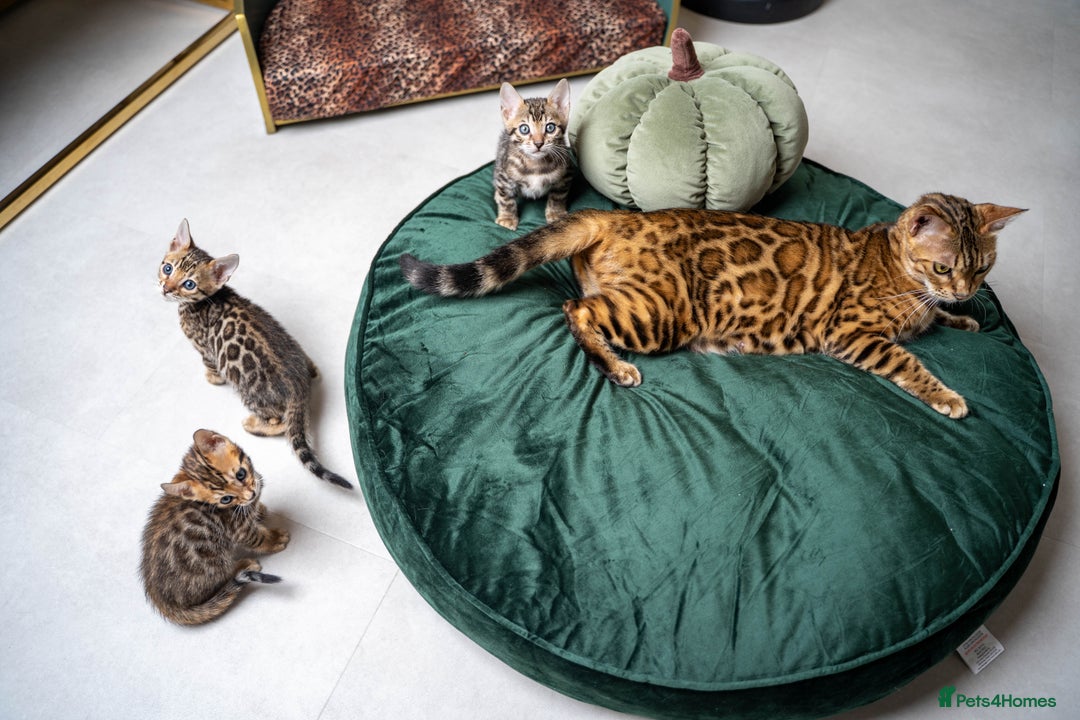 Bengal cats for sale: Stunning Bengal Girl- Top TICA pedigree- Ready NOW - Advert 33