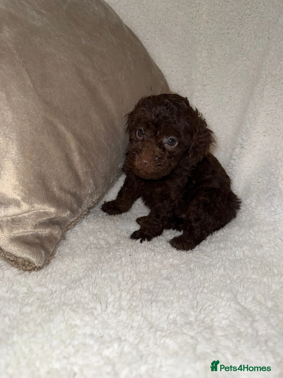 Miniature Poodle dogs for sale: Stunning Chocolate Miniature Poodles - Advert 12