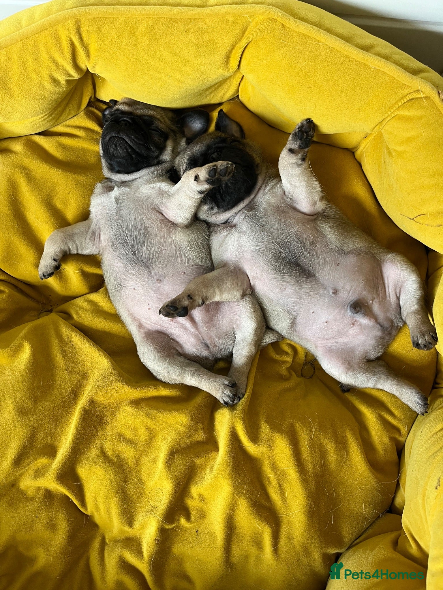 Pug dogs Pure bred pug puppies - Advert 8