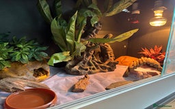 Leopard Gecko reptiles for sale: Snow Mack leopard gecko  - Image 5