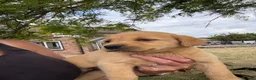 Labrador Retriever dogs for sale: 🖤🧡Fantastic Chucky KC Lab Puppies - Advert 19
