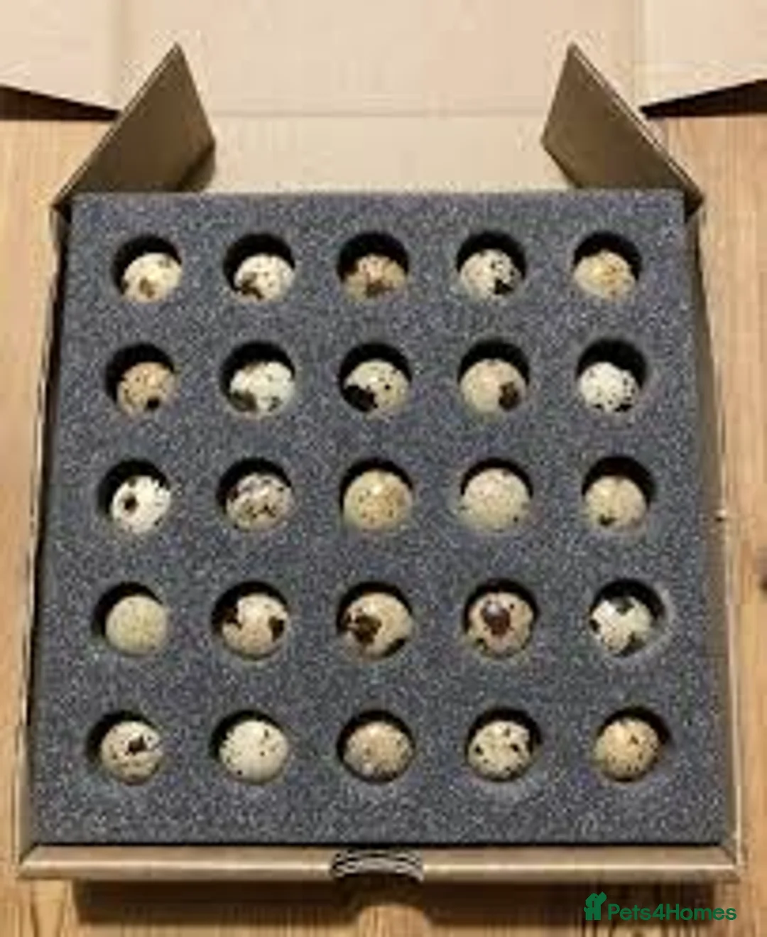 Quail poultry for sale: Rare Sparkley Quail Eggs x 6 - Advert 1