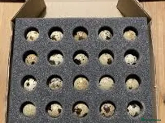 Quail poultry Rare Sparkley Quail Eggs x 6 - Advert 5