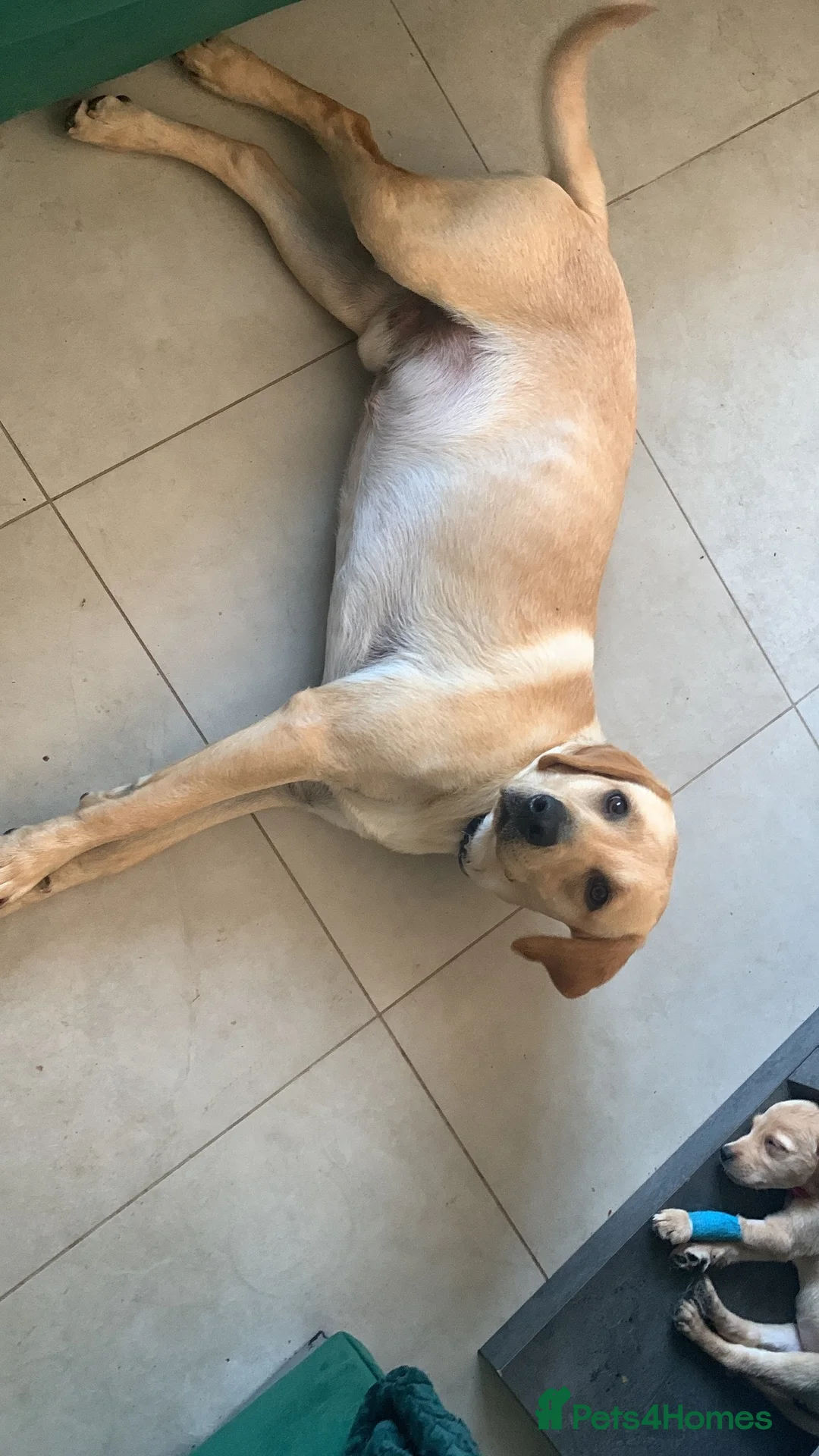 Goldador dogs for sale: Stunning Goldador Puppies - Advert 2