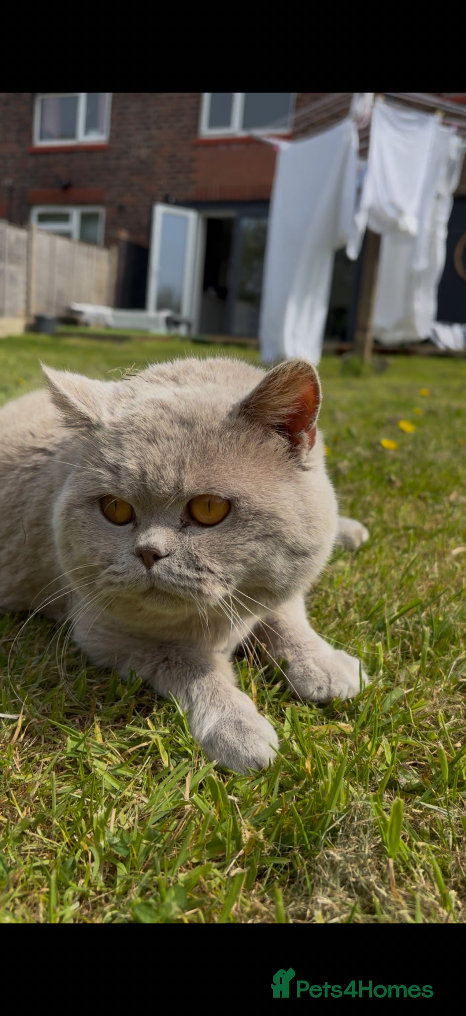British Shorthair cats Thorn Stud duties only just 2 years old - Advert 2