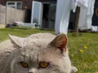 British Shorthair cats Thorn Stud duties only just 2 years old - Advert 2