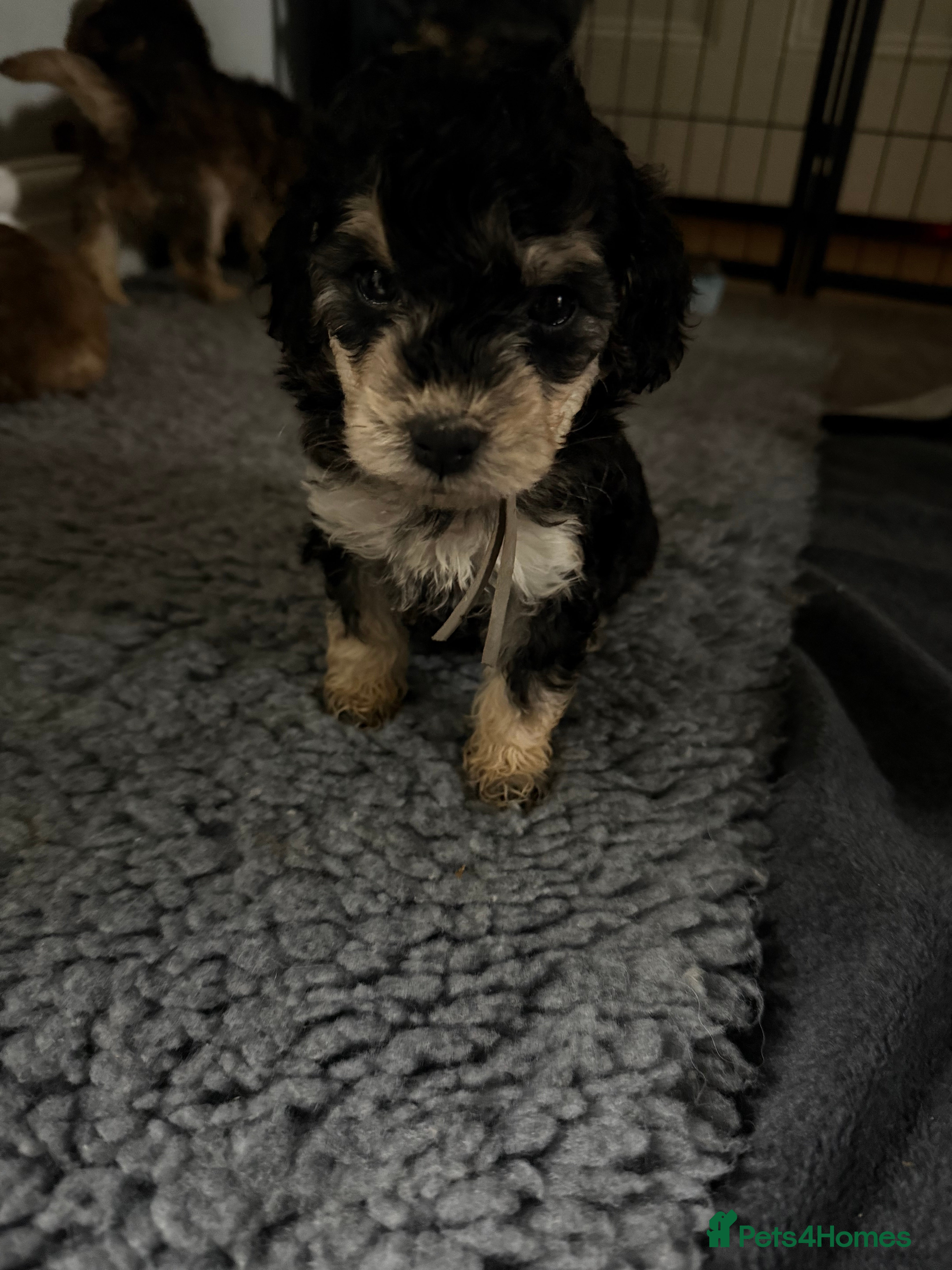 Cockapoo dogs Stunning Cockapoo Puppies- only 1 girl available  - Advert 7