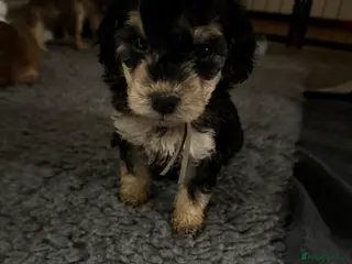 Cockapoo dogs Stunning Cockapoo Puppies- only 1 girl available - Advert 7