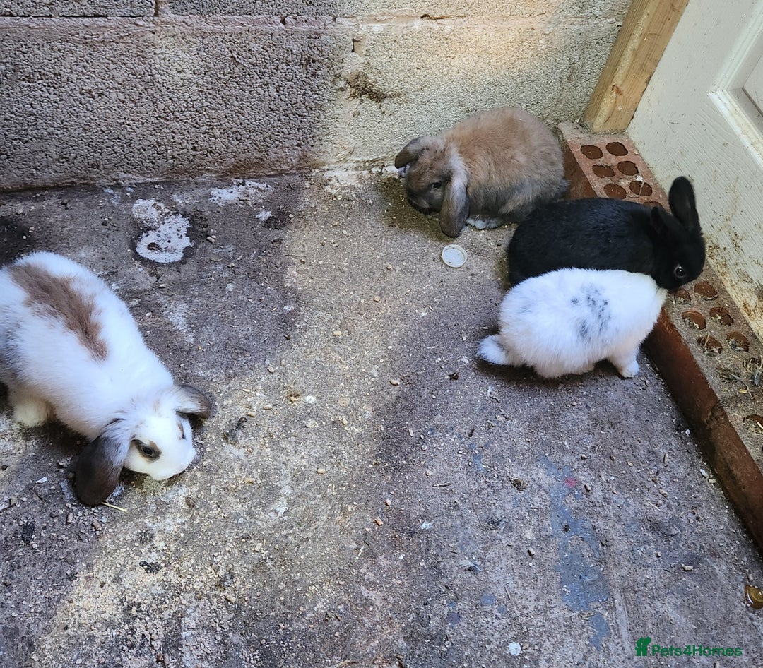 Mixed Breed rabbits for sale: Adorable Mixed Breed Baby Rabbits - Born October  - Advert 8