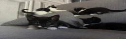 Mixed Breed cats for sale: 4 beautiful kittens born on mothers day in Basingstoke - Advert 6