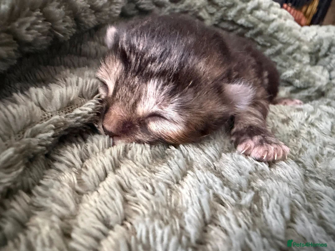 Mixed Breed cats for sale: Beautiful Domestic Shorthair Kittens 🐾 - Advert 2