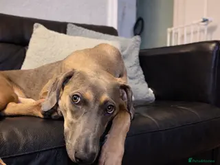 Mixed Breed dogs Greyhound/cane Corso - Advert 4