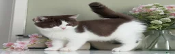 British Shorthair cats for sale: Gorgeous British Kittens - Advert 17