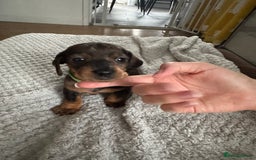 Dachshund dogs for sale: 8 dachshund puppies  - Image 21