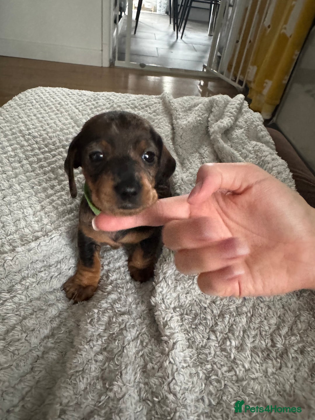 Dachshund dogs for sale: 8 dachshund puppies  - Image 21