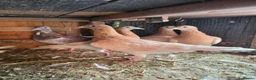 Mixed Breed birds for sale: Pigeons for sale all for 120£ in Nottingham - Advert 4