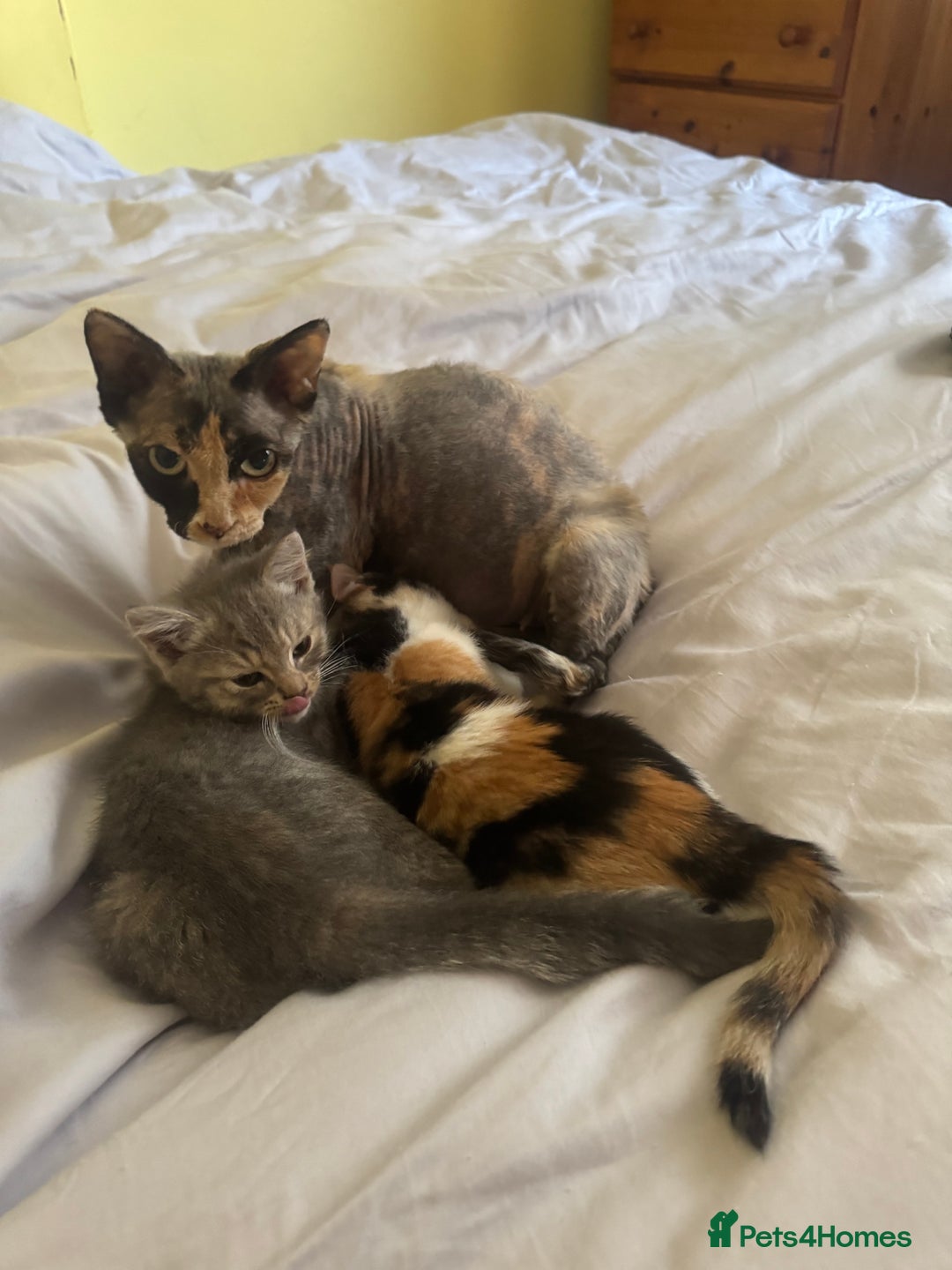 Mixed Breed cats for sale: Two kittens looking for forever home - Image 10