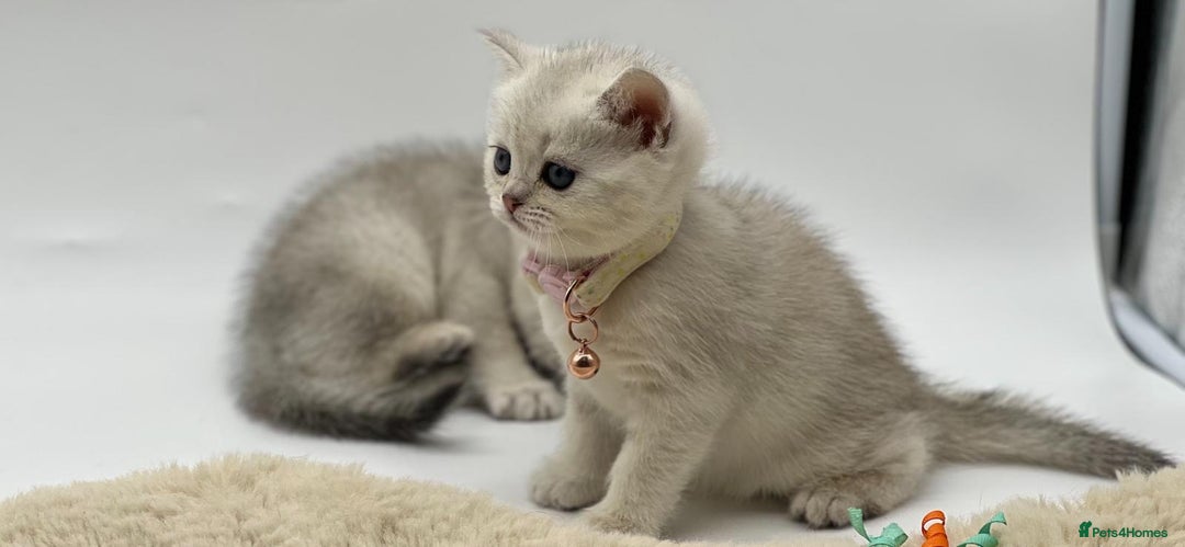 Scottish Fold cats for sale: Beautiful Scottish Straight Kittens - Advert 5