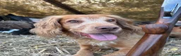 Cocker Spaniel dogs for stud: KCRegisteredHealthTestedStud- Salixjager of Silva  in Wallingford - Advert 4