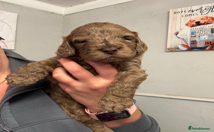 Cockapoo dogs - Advert 8