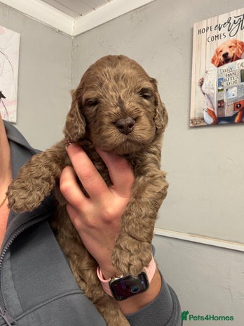 Cockapoo dogs - Advert 11