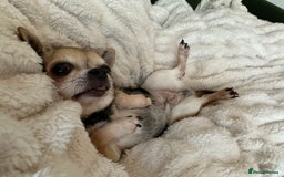 Chihuahua dogs for sale: Buddy the chihuahua looking for loving home - Image 5