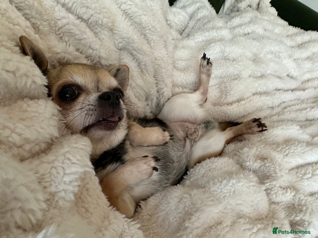 Chihuahua dogs for sale: Buddy the chihuahua looking for loving home - Image 5