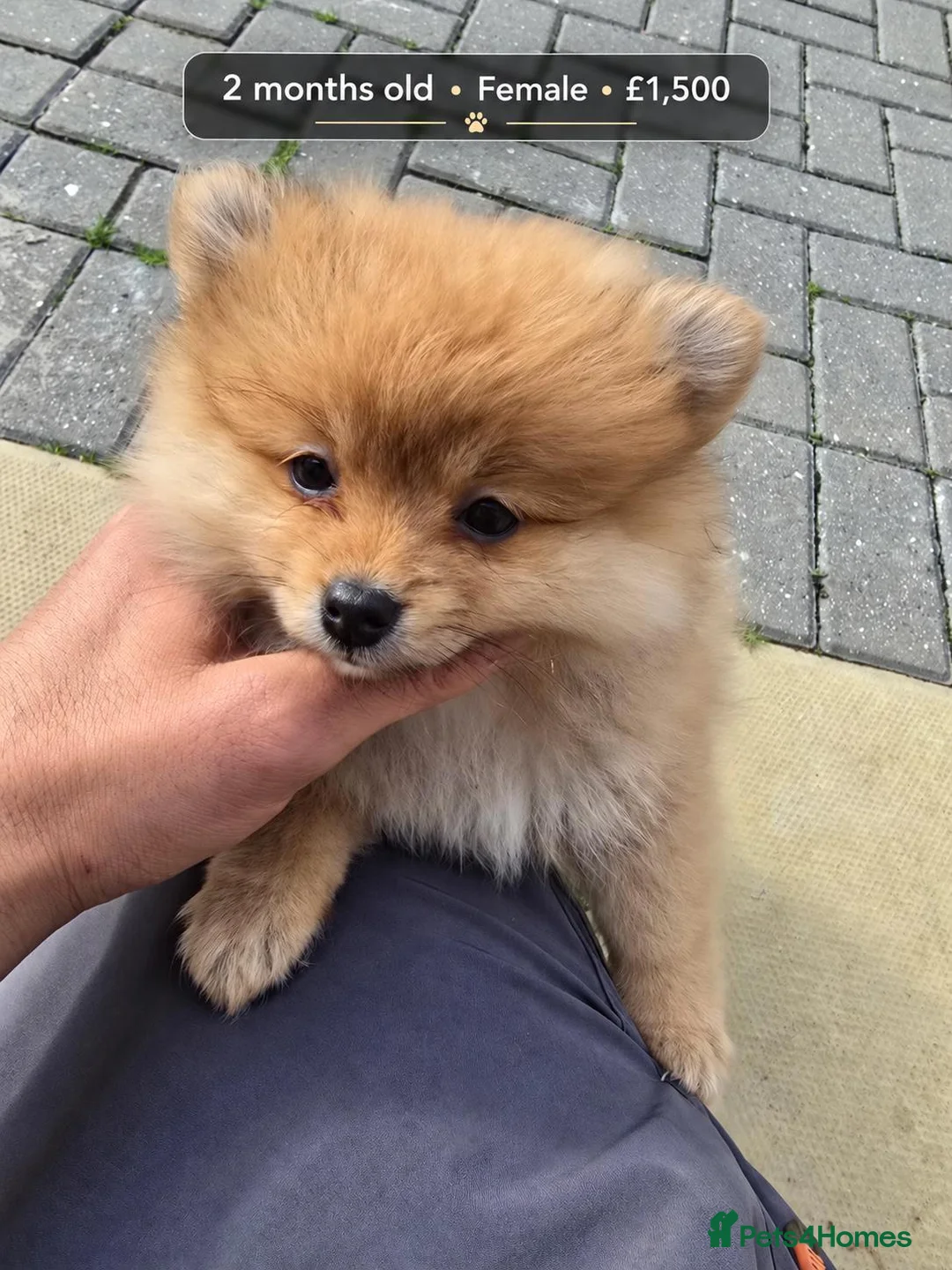 Pomeranian dogs for sale: I Have 2 Pomeranian Puppies Read Description - Advert 9