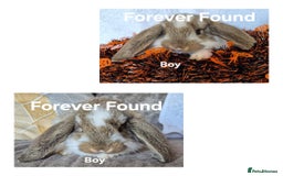 French Lop rabbits for sale: AtoB Lop Heaven - Image 4