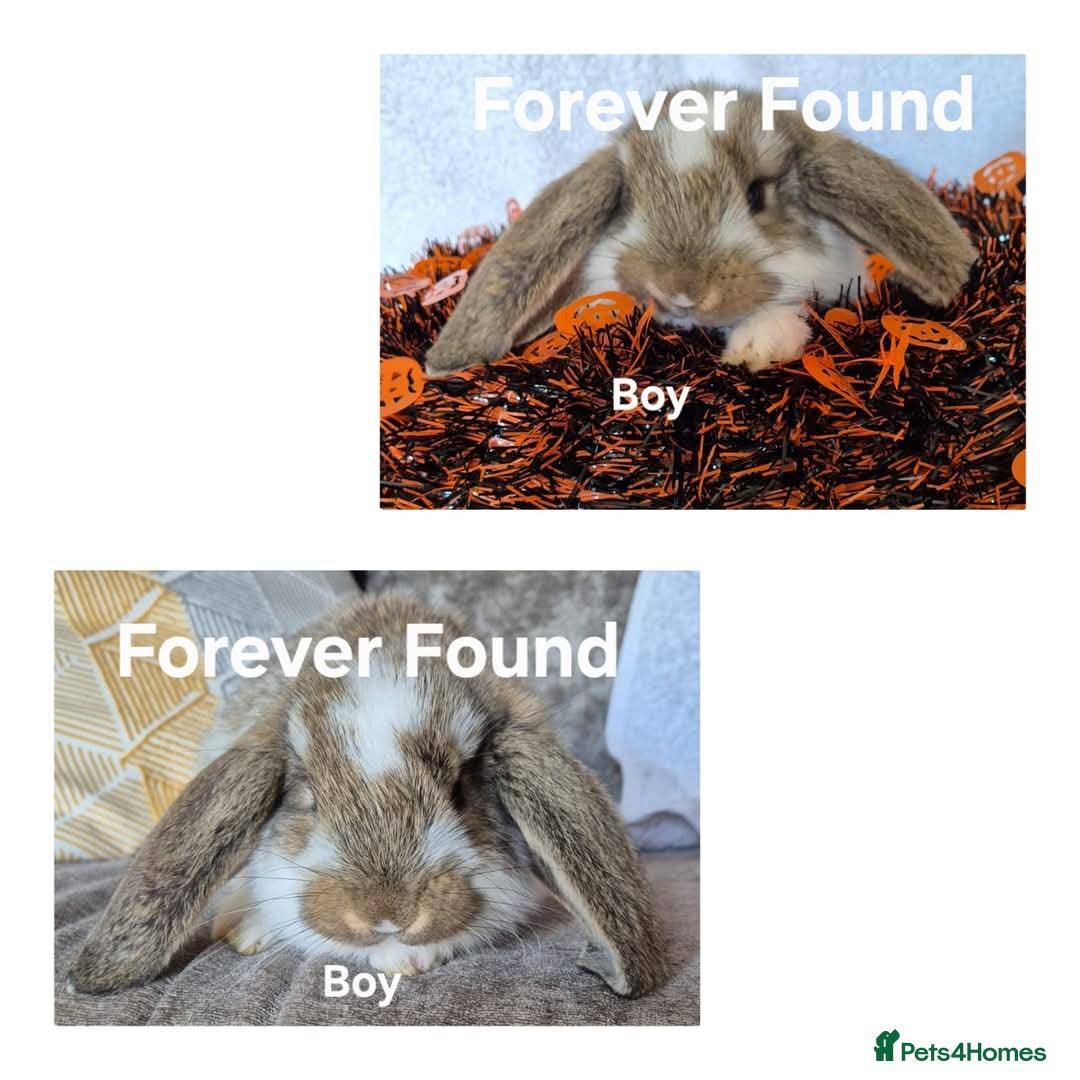 French Lop rabbits for sale: AtoB Lop Heaven - Image 4