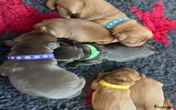 Cocker Spaniel dogs for sale: 🐶🐶🐶6 STUNNING WORKING COCKER SPANIELS🐶🐶🐶 - Image 4