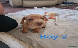 Mixed Breed dogs for sale: Norfolk Terrier Puppies - Image 5
