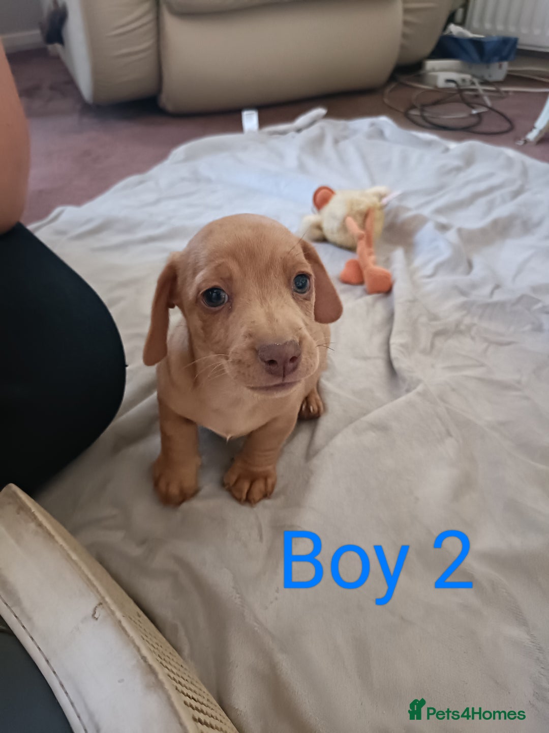 Mixed Breed dogs for sale: Norfolk Terrier Puppies - Image 5