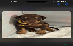 Mixed Breed dogs for sale: Lurcher Saluki x Doberman - Image 4