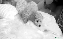 Maltipoo dogs for sale: LAST BOY LEFT F1 Apricot & Cream Toy Maltipoo Pups - Image 4