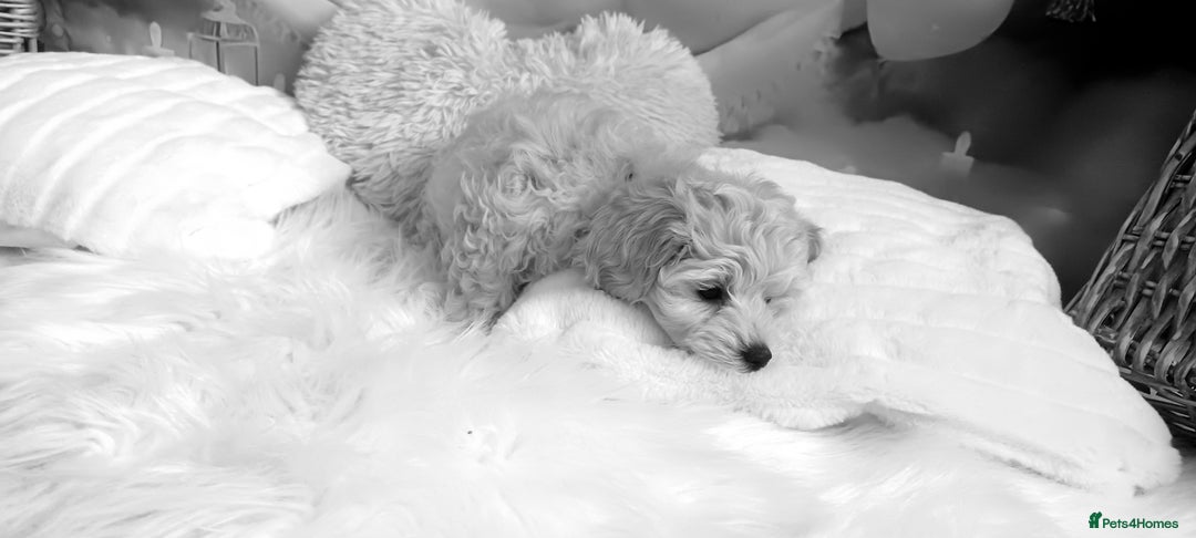 Maltipoo dogs for sale: LAST BOY LEFT F1 Apricot & Cream Toy Maltipoo Pups - Image 4