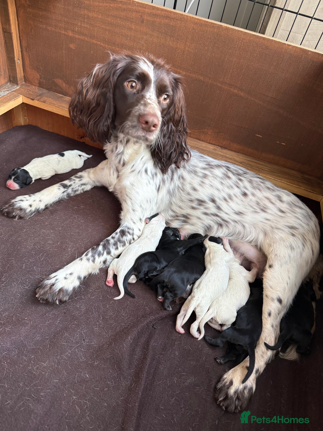 Sprocker dogs for sale: Sprocker puppies for sale 🐶  - Advert 2