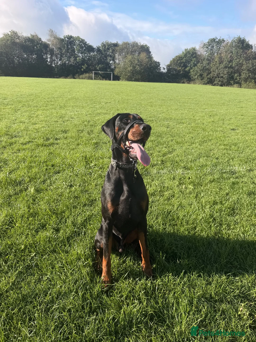 Dobermann dogs for sale: Diablo  - Advert 2
