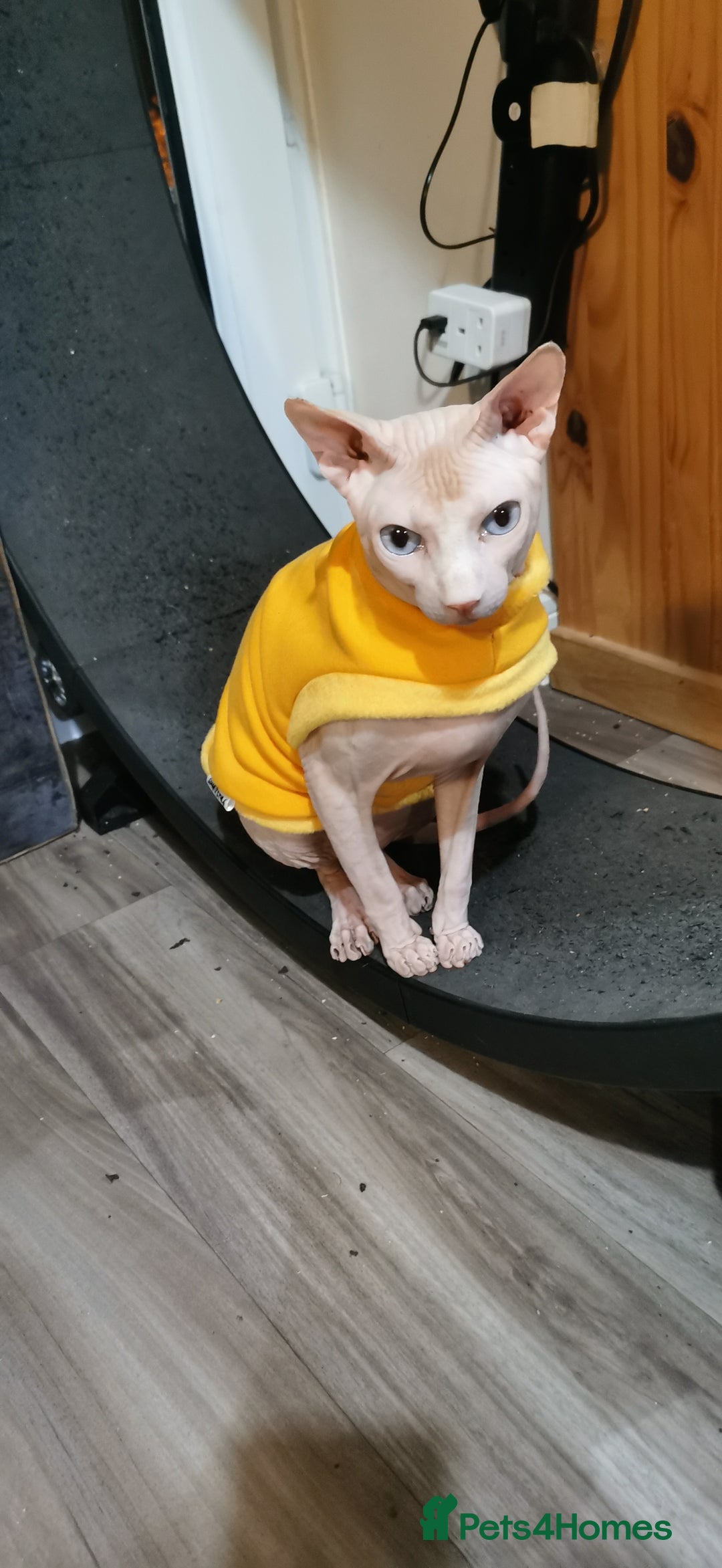 Sphynx cats for stud: Sphynx boy for stud  in Southampton - Advert 29