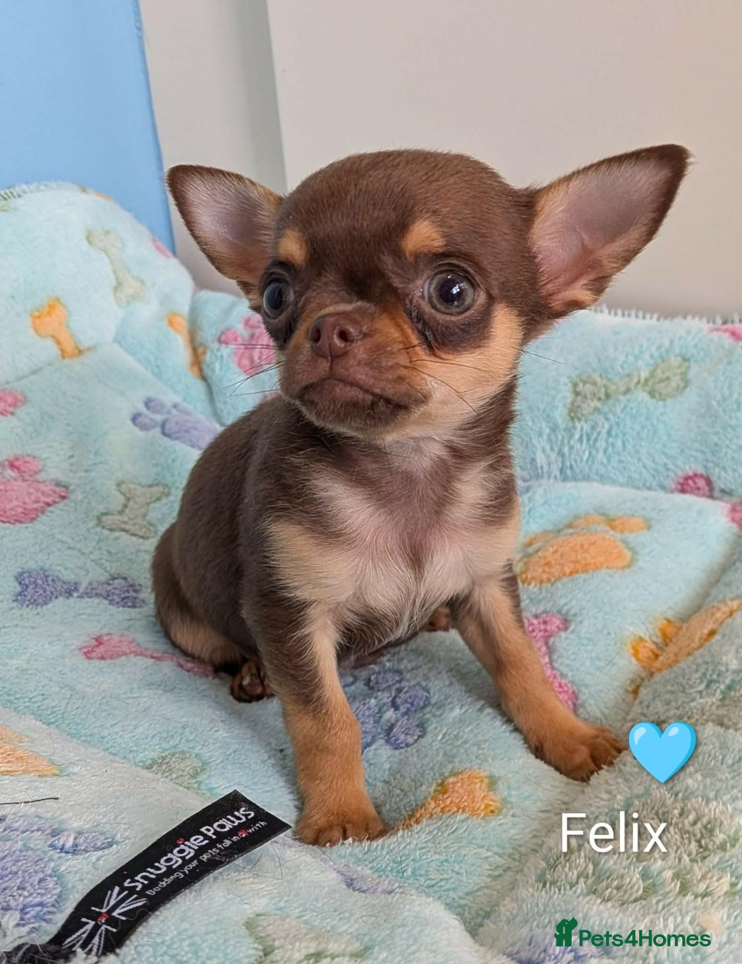 Chihuahua dogs Chihuahua Puppies  - Advert 2