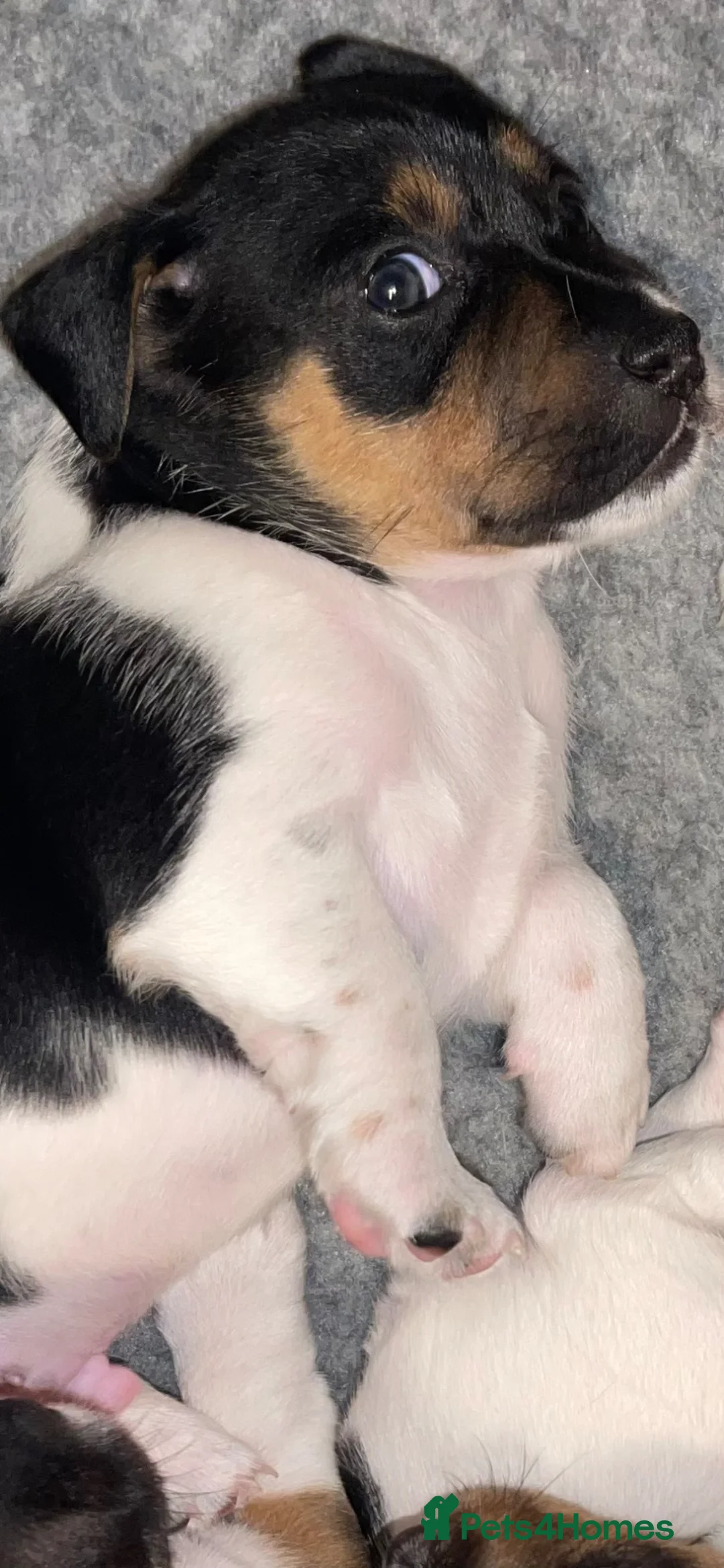 Jack Russell dogs for sale: Ready to leave tomorrow tri boy JRT puppy - Advert 2