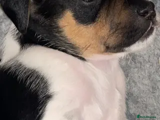 Jack Russell dogs Ready to leave Monday tri boy JRT puppy - Advert 2