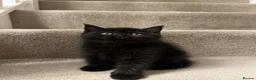 British Shorthair cats for sale: ✨ beautiful black/blue British Shorthair kittens✨ - Advert 27