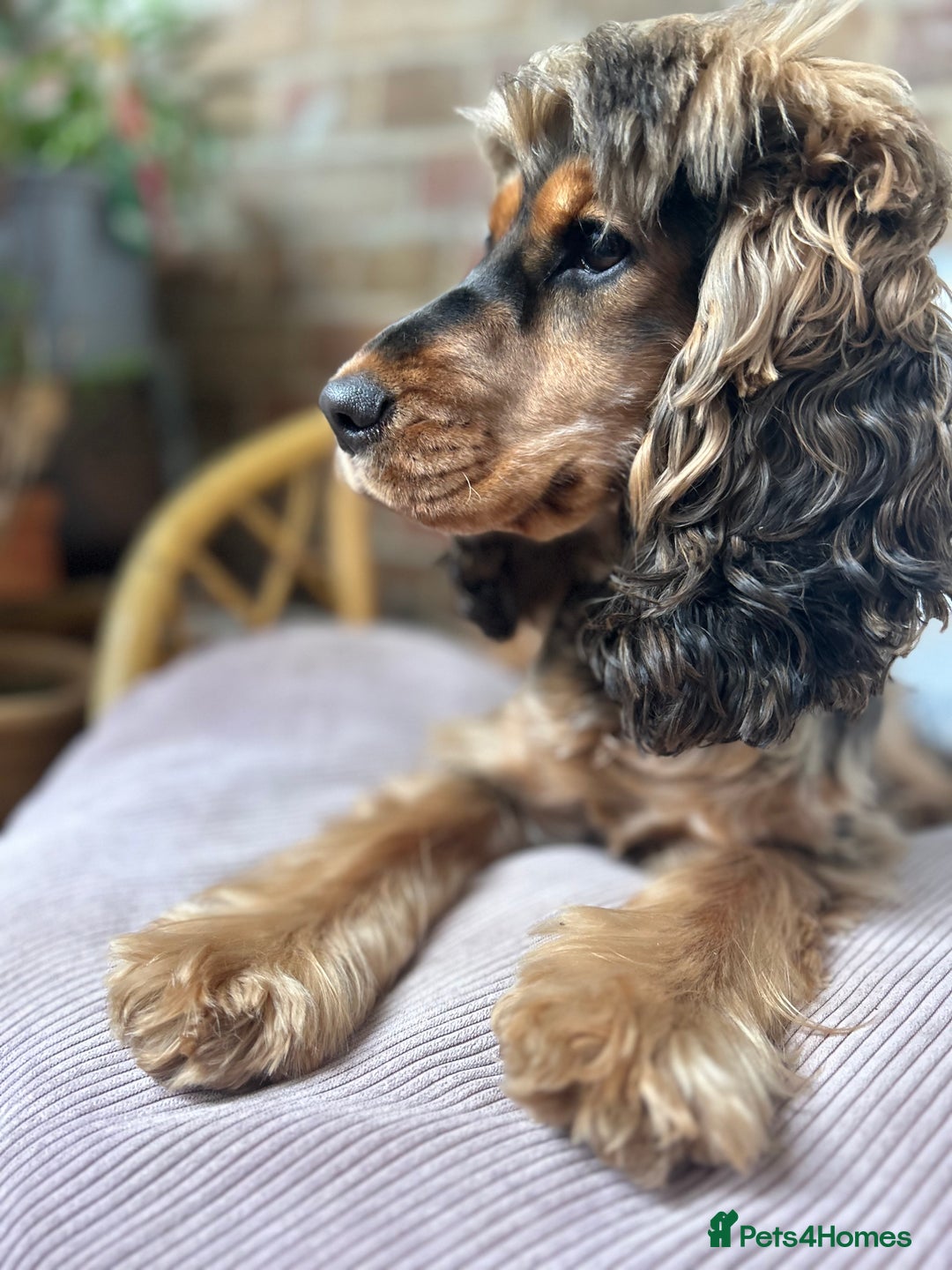 Cocker Spaniel dogs for sale: Ruby, Cocker Spaniel 2,5 years old - Advert 3